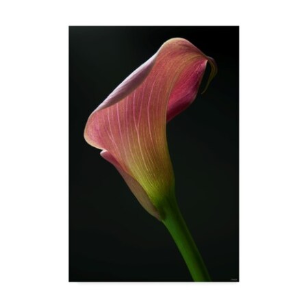 Trademark Fine Art Gordon Semmens 'Light Pink Lily' Canvas